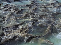 センタニ湖近くのワニのファーム。3万匹ものワニがストックされている。そのほとんどがこれからわれわれが行くマンボラモ水系で捕獲されたもの