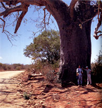 旅人の木と呼ばれるバオバブ