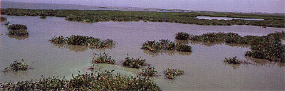 ビクトリア湖のケンドゥ湾は汚染されている。ホテイアオイの大群落
