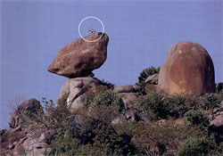 マホロ湾上に自然が立てた奇怪な積細工の岩山。頂上には“つがい”の鳥が休む