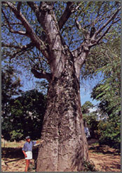 旅人の木と言われるアフリカを象徴するバオバブの木