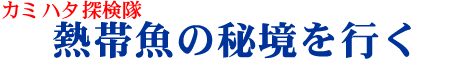 �J�~�n�^�T���� �M�ы��̔鋫���s��