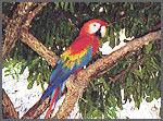 ワイワイ村の赤いコンゴーインコ