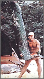地上最大の有麟魚ピラルクー