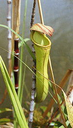 湖中には珍しい食中植物も