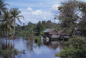 水没ジャングルの中点在する原住民の家屋