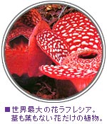 世界最大の花ラフレシア。茎も葉もない花だけの植物