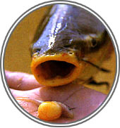 ナマズの口からヨークサックをつけた稚魚を発見。