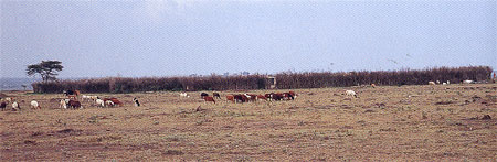 サバンナの中のアカシヤの木で囲んだマサイの居住区