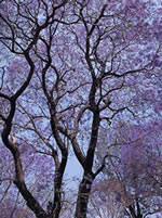 高地に咲くジャカランダの大木。淡い青紫の花を咲かせる。タウンジーにて