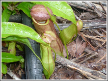 食虫植物の仲間