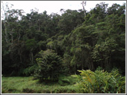 マダガスカル南東部の熱帯降雨林