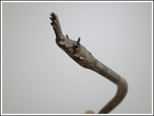 キタテングキノボリヘビ雌の頭部